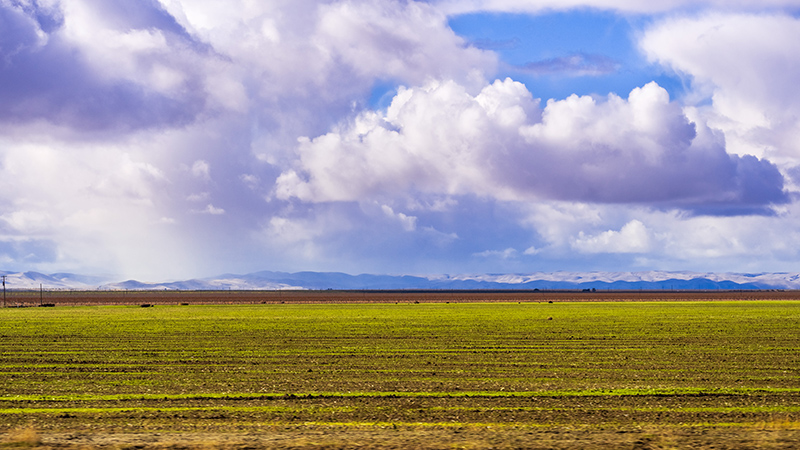 Newly sprouting crop on a field in California Central Valley; st