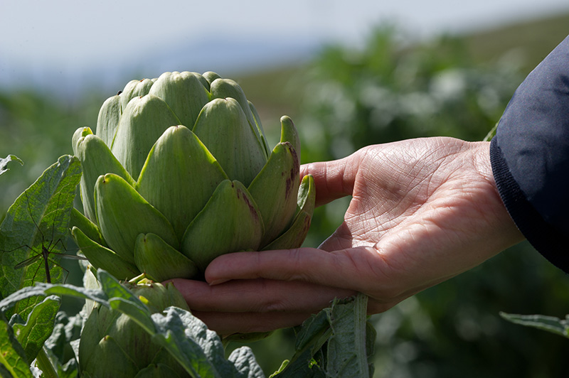 Hands holding an artichoke plant.