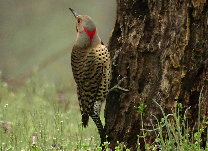 Card image size